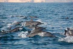 Oman - Séjour Al Sawadi Beach Resort & Spa