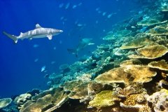 Maldives - Croisière Atolls centre et sud à bord du Seafari Explorer