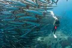 Colombie - Croisière Plongée Malpelo