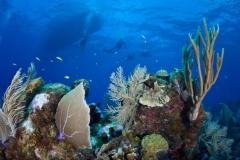 Bonaire - Eden des Caraïbes