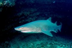 Afrique du Sud - Sardine run et requins taureaux