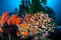 Philippines - plongées de Rêve à Moalboal!