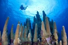 Martinique - Séjour Plongée aux Trois Îlets