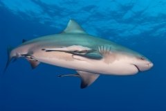 Afrique du Sud & Mozambique - Séjour 100% requins !
