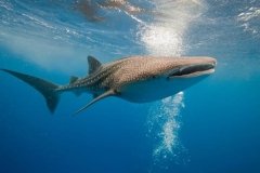 Maldives - Croisière Plongée Spéciale Sud à bord du Seafari Explorer