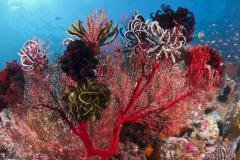 Indonésie - Croisière Nord Sulawesi option Sangihe WALLACEA